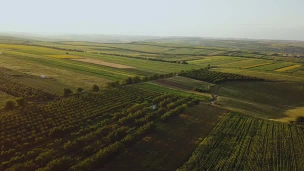 Aeriális Napnyugtakor Repülj Mezőn Gyönyörű Táj Mezőkkel Fákkal Napnyugtakor Helyszín — Stock videók