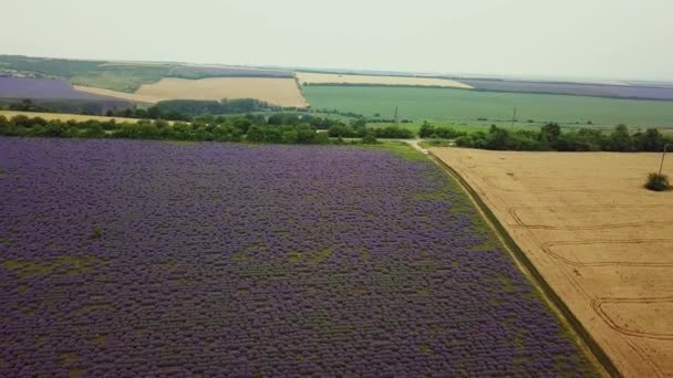 Aerial Voo Sobre Lavender Field Pôr Sol Nascer Sol Paisagem — Vídeo de Stock