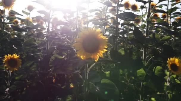 Sonnenblumen Auf Dem Feld Schöne Felder Mit Sonnenblumen Sommer — Stockvideo