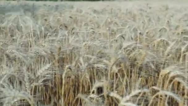 麦田田里金黄的麦穗 草地麦田成熟穗的背景 丰收年概念 — 图库视频影像