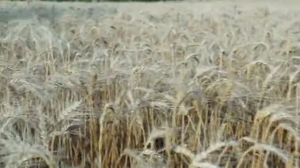 Tarweveld Gouden Oren Van Tarwe Het Veld Achtergrond Van Rijpende — Stockvideo