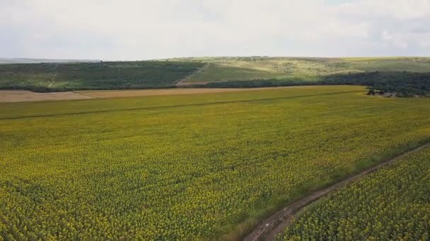 Luftflug Über Blühendes Gelbes Sonnenblumenfeld Mit Blauem Wolkenlosem Himmel Sonnenblumenfeld — Stockvideo