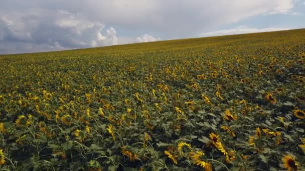 Mavi Bulutsuz Gökyüzü Ile Çiçeklenen Sarı Ayçiçeği Tarlasının Üzerinde Uçan — Stok video