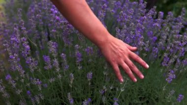 Güneşli yaz gününde, kadın ellerinin çiçek açan lavanta çiçeklerine hafifçe dokunduğu yakın plan. Tatillerde kırsalda açan lavanta çalılarının tepelerinden usulca koşan kadın eli..