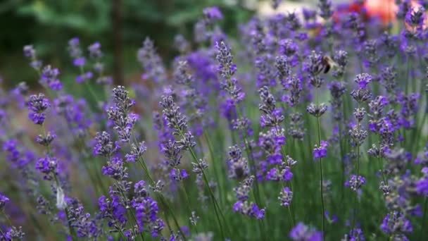 Bushes Flowering Lavender Field Close — Stock Video