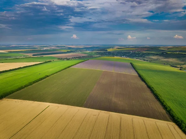 Campos Verdes Vista Aérea Antes Cosecha Verano — Foto de Stock