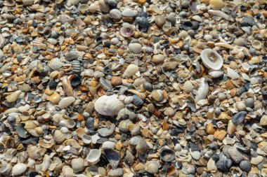 arka plan olarak kum üzerinde deniz kabukları