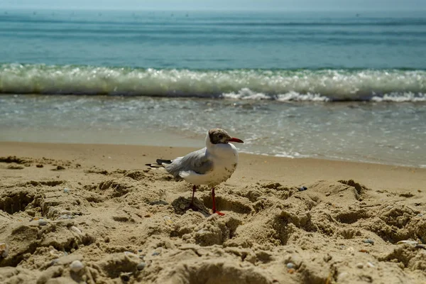 Deniz kıyısına karşı martı portresi. Sahilde oturan beyaz kuş martısının yakın görüntüsü. Doğal su ve kum arka planına sahip vahşi martı..