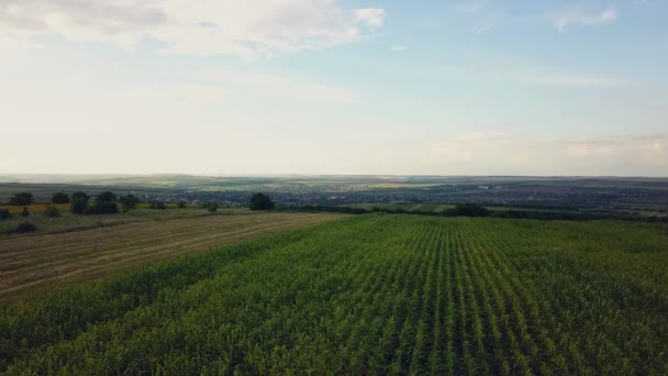 Luftflug Über Blühendes Gelbes Sonnenblumenfeld Mit Blauem Wolkenlosem Himmel Sonnenblumenfeld — Stockvideo