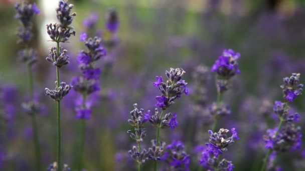 Arbustos Lavanda Floreciente Campo Primer Plano — Vídeo de stock