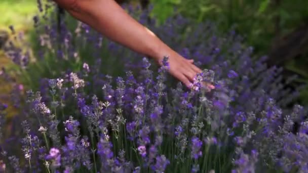 Detailní Záběr Ženských Rukou Jemně Dotýkajících Kvetoucích Levandulových Květů Slunečného — Stock video