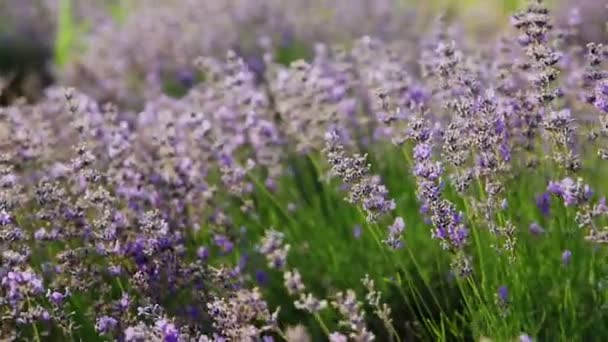 フィールド上のラベンダーの開花の茂み — ストック動画