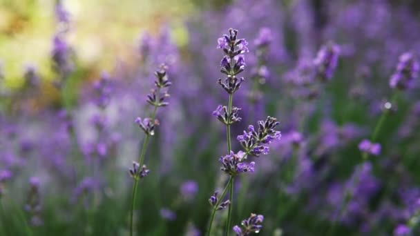 Arbustos Lavanda Florida Campo Close — Vídeo de Stock