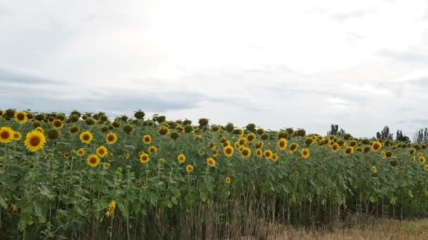 Mujeres Trenzando Corona Girasoles Trigo Prado — Vídeo de stock