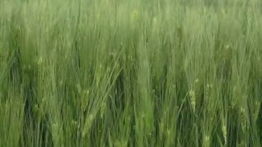 Close up young green wheat swaying in light breeze on farming field