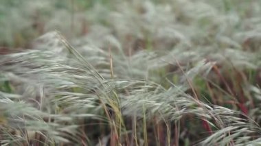 Natural meadow grass slowly swayed by wind blow. The beautiful green swaying grass field is relaxing romantic. It waving along wind breeze.
