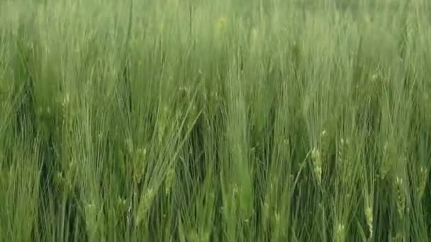 Gros plan jeune blé vert se balançant dans la brise légère sur le champ agricole 