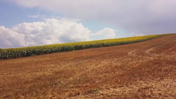 Aereo Volare Sopra Fioritura Campo Girasoli Giallo Con Cielo Blu — Video Stock