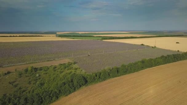 Aerial Flug Über Lavendelfeld Sonnenuntergang Oder Sonnenaufgang Luftbilder Endloser Sonnenbeschienener — Stockvideo