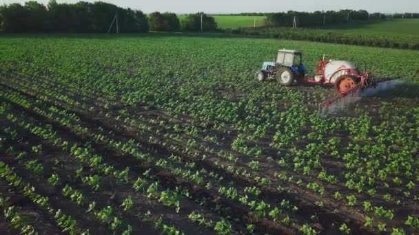 Aerial View Tractor Sprinkles Field Sunflower Sprayer Processes Pesticide Plantation — Stockvideo