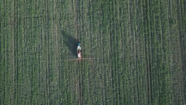 Vista Aérea Tractor Rocía Campo Con Girasol Pulverizador Procesa Plantación — Vídeos de Stock