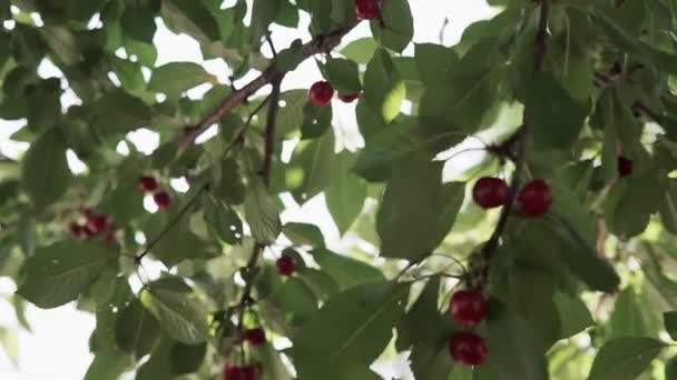 Branche Cerisier Aigre Rouge Avec Une Paire Fruits Savoureux Vent — Video