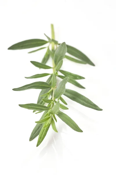 Fresh Green Rosemary Isolated White Top View Aromatic Herb — Stock Photo, Image