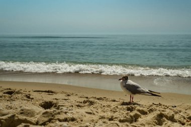 Deniz kıyısına karşı martı portresi. Sahilde oturan beyaz kuş martısının yakın görüntüsü. Doğal su ve kum arka planına sahip vahşi martı..
