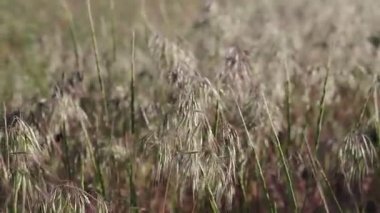 Natural meadow grass slowly swayed by wind blow. The beautiful green swaying grass field is relaxing romantic. It waving along wind breeze.