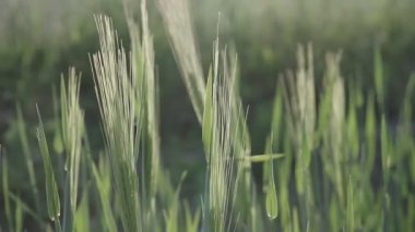 Close up young green wheat swaying in light breeze on farming field