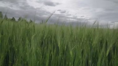 Sahnede alacakaranlık sahnesi. Yazın gökyüzü bulutlu, çavdar veya buğday sallayan bir yer. Hava bulutlu. Peyzaj.