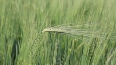 Close up young green wheat swaying in light breeze on farming field