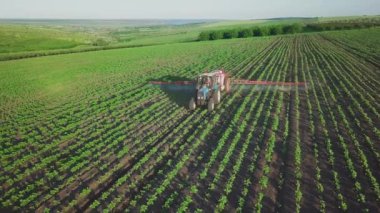 Aerial view. The tractor sprinkles the field with a sunflower. The sprayer processes the pesticide plantation helianthus plantation 4k video.