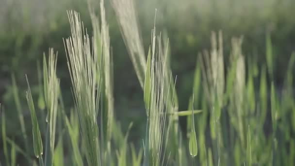 Close Young Green Wheat Swaying Light Breeze Farming Field — Stock Video