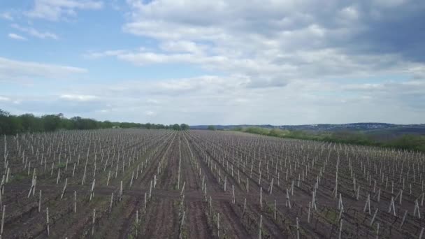 Flug Aus Der Luft Über Rebzeilen Frühling Natur Traube — Stockvideo