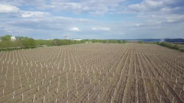 Vuelo Aéreo Sobre Las Hileras Viñedos Primavera Naturaleza Uva — Vídeos de Stock