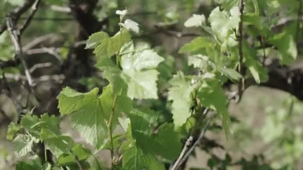 Jeunes feuilles de raisin au soleil .