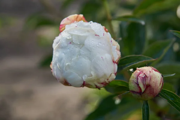 Närbild Vit Krämig Blomma Med Daggdroppar Kronbladen Vatten Droppar Vit — Stockfoto