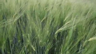 Close up young green wheat swaying in light breeze on farming field