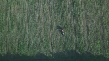 Aerial view. The tractor sprinkles the field with a sunflower. The sprayer processes the pesticide plantation helianthus plantation 4k video.