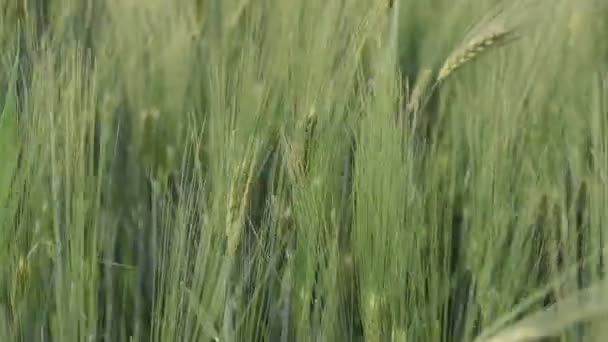 Gros plan jeune blé vert se balançant dans la brise légère sur le champ agricole 