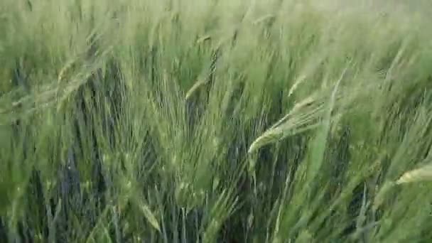 Close Young Green Wheat Swaying Light Breeze Farming Field — Stockvideo