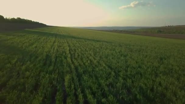 Let Přes Zelené Pole Mladými Obilninami Zemědělská Krajina Zastřelen Zlaté — Stock video