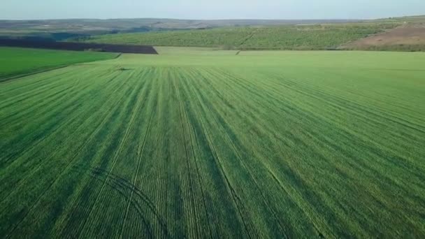 Volo Campo Verde Con Giovani Piante Cereali Paesaggio Agricolo Girato — Video Stock