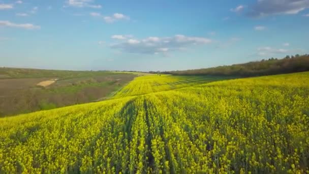 花畑の上を飛ぶ菜の花 黄色の花が畑中に植えられています — ストック動画