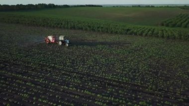 Aerial view. The tractor sprinkles the field with a sunflower. The sprayer processes the pesticide plantation helianthus plantation 4k video.