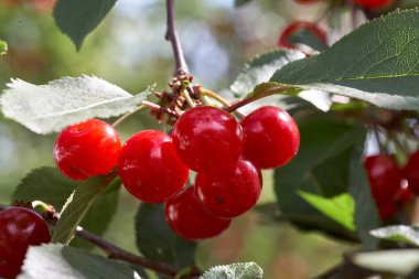 Kiraz ağacından sarkan olgun kirazlar. Ağaçtaki kiraz meyvelerine yaklaş