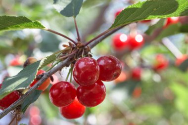 Kiraz ağacından sarkan olgun kirazlar. Ağaçtaki kiraz meyvelerine yaklaş