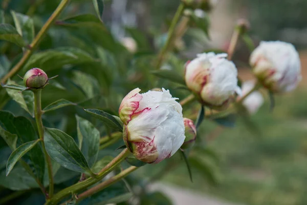 Közelről Fehér Krémes Virág Harmatcseppekkel Szirmokon Víz Cseppek Fehér Bazsarózsa — Stock Fotó