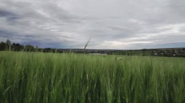 Sahnede alacakaranlık sahnesi. Yazın gökyüzü bulutlu, çavdar veya buğday sallayan bir yer. Hava bulutlu. Peyzaj.